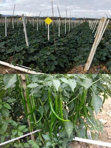 決勝2019 牙叉鎮(zhèn)農(nóng)副產(chǎn)品展銷會(huì)人氣高漲，銷售額突破6.1萬元