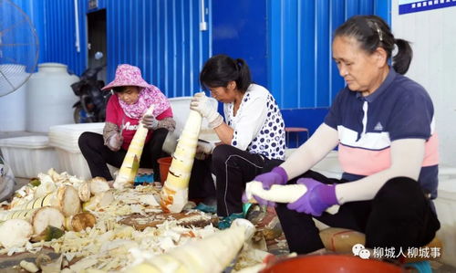 柳城人吃它 只有0次和無數(shù)次的農(nóng)副產(chǎn)品傳奇